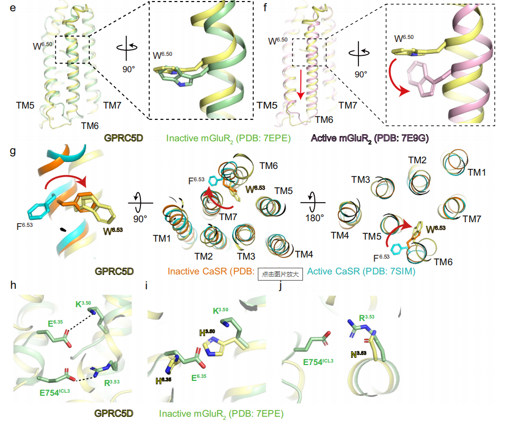 The binding mechanism of an anti multiple myeloma antibody to the human GPRC5D homodimer